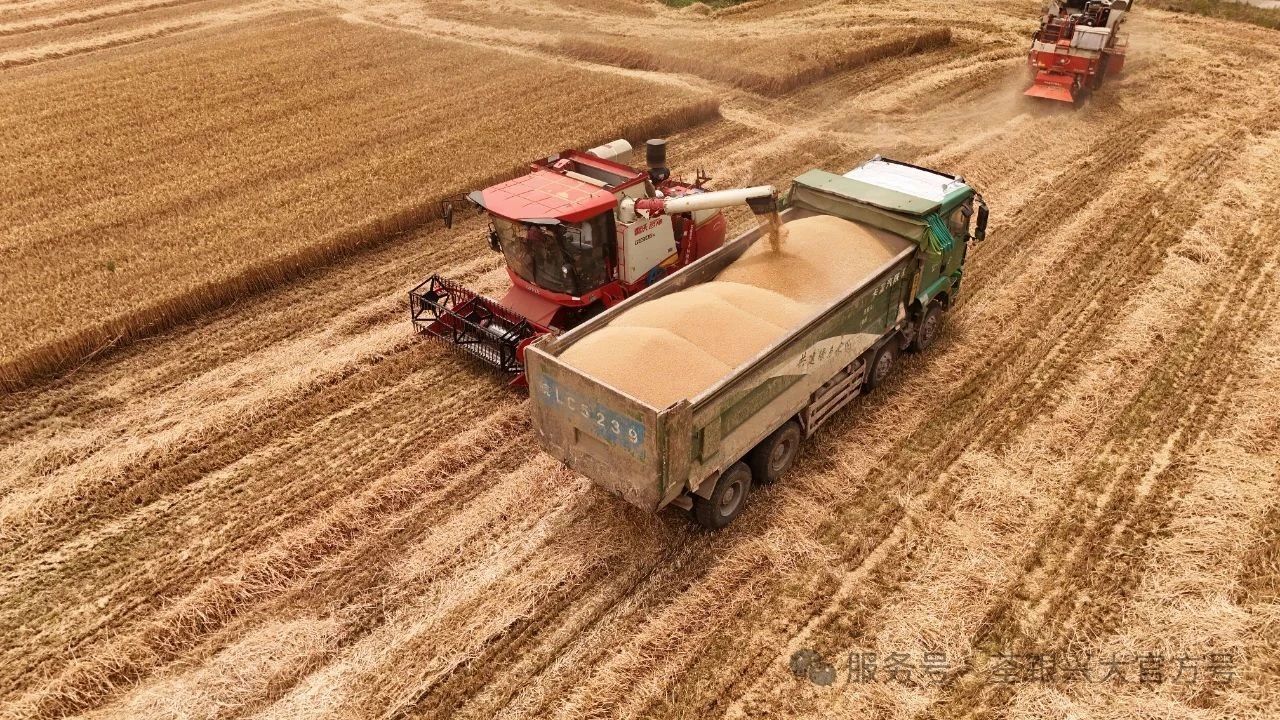 【戰(zhàn)雨保糧】荃銀興大晝夜奮戰(zhàn)守護宿州“金色糧倉”——24小時不間斷搶收化解農(nóng)戶"心頭急"